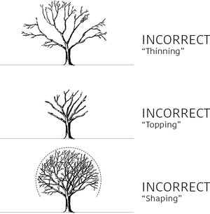 improper-tree-trimming-techniques-plainfield